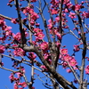 浮間公園の梅の花