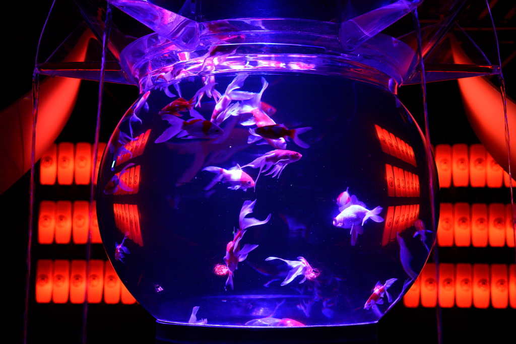 金魚鉢