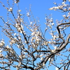 浮間の花々