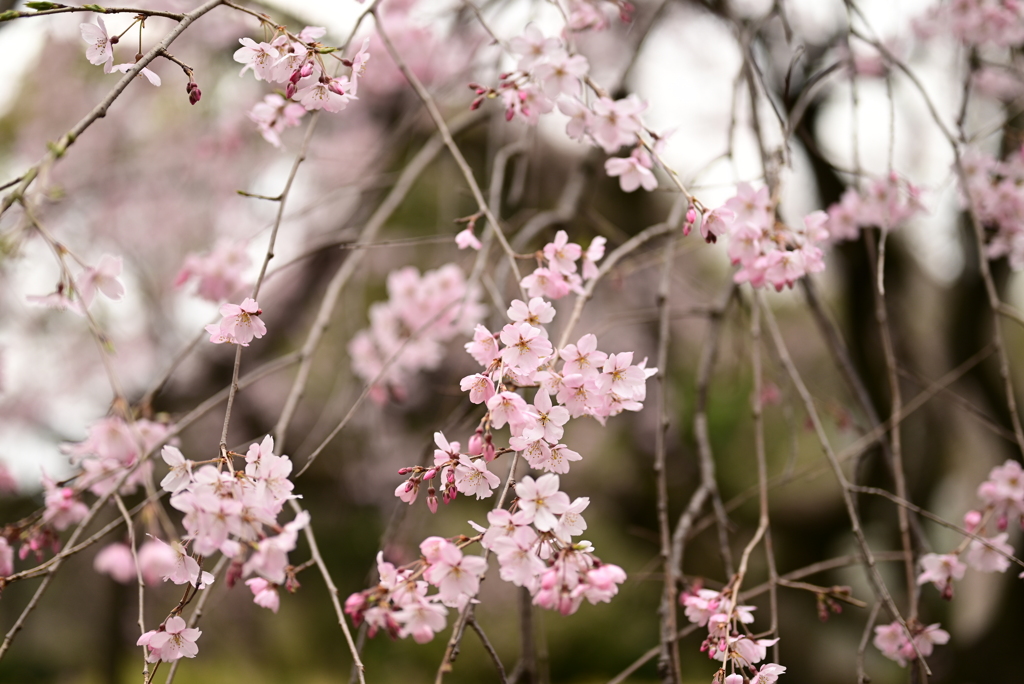 六義園