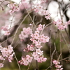 六義園