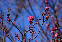 小田原城址公園