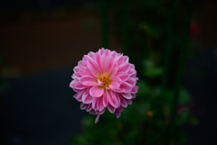 神代植物公園