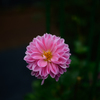 神代植物公園