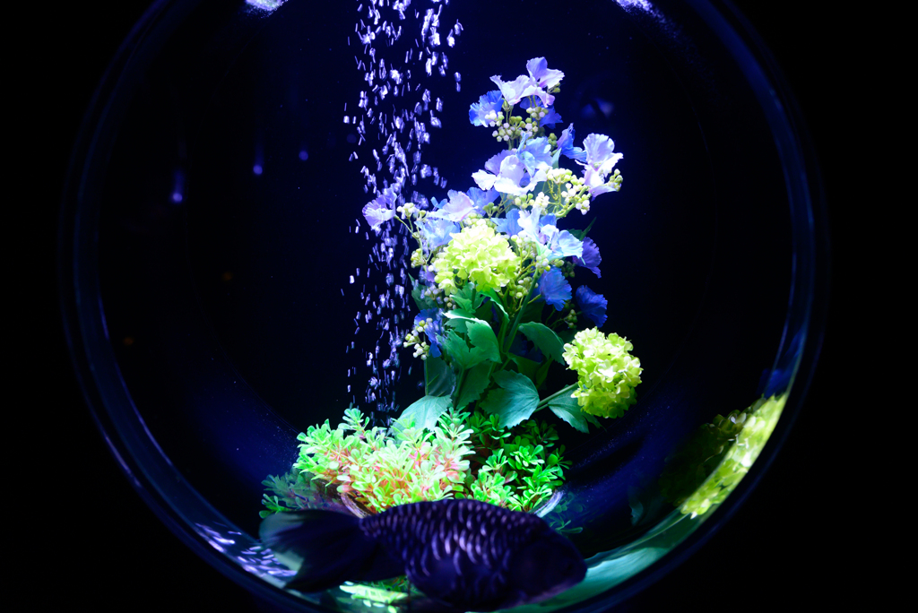 金魚鉢