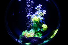 金魚鉢