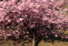 西ヶ原公園