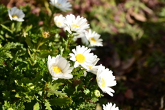 浮間の花々