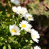 浮間の花々