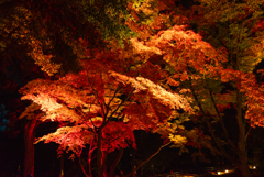 飛鳥山公園ライトアップ