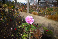 お台場の花壇　冬