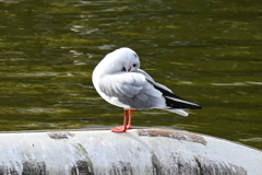 毛繕い