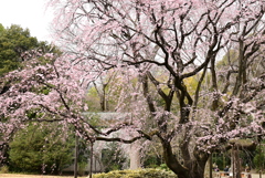 六義園