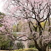 六義園