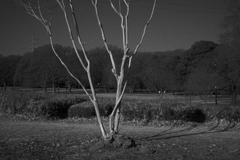 サルスベリの木