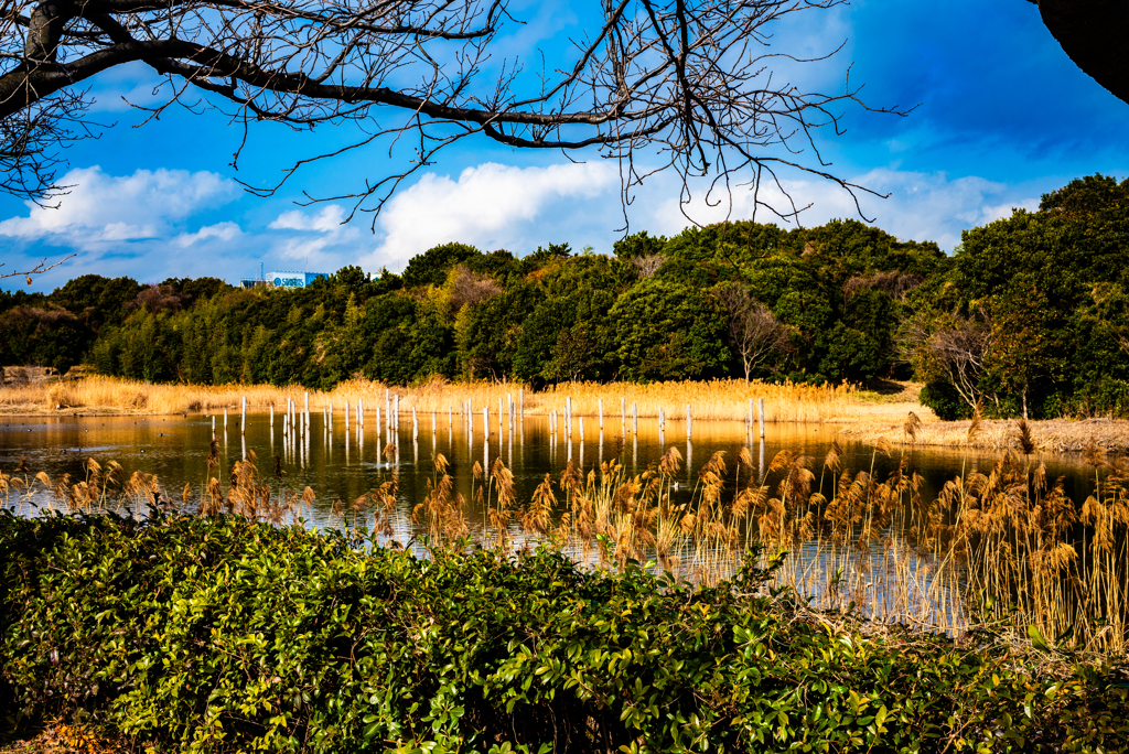 葛西臨海公園　鳥類園