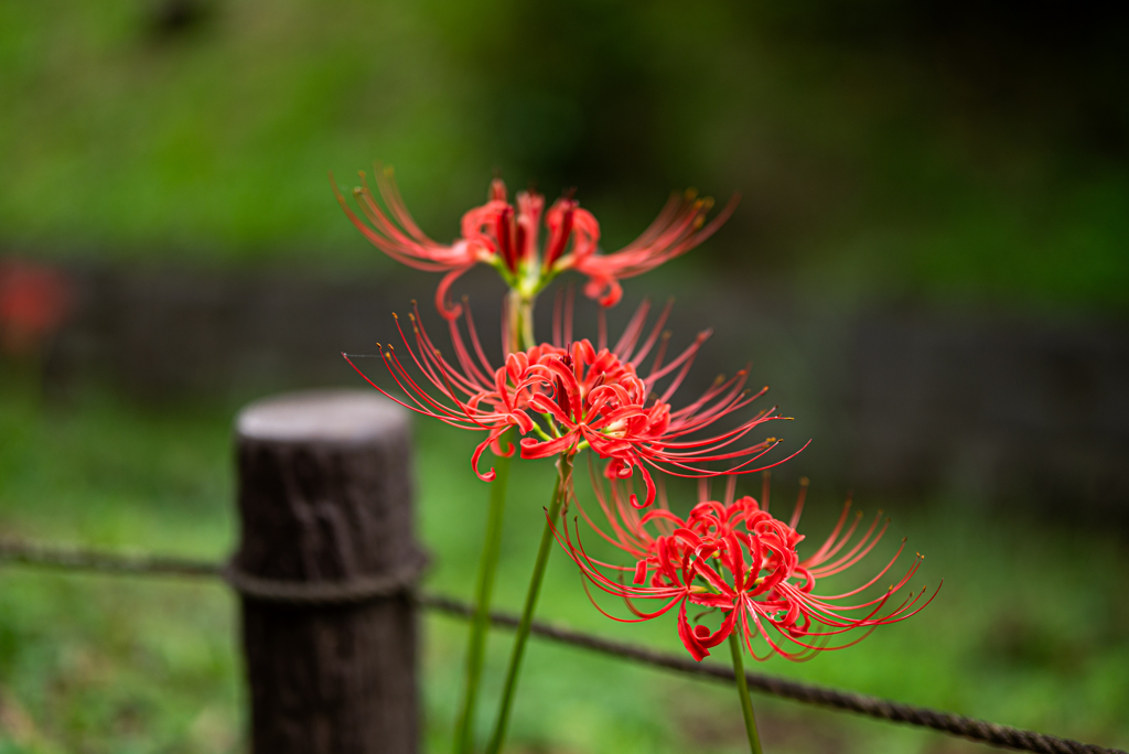 彼岸花