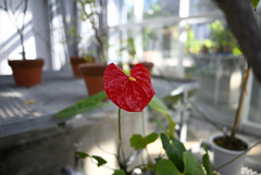 植物標本