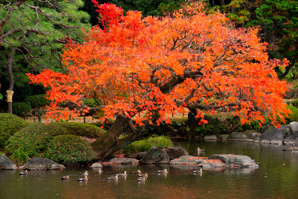 紅葉と鴨の親子