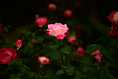 秋薔薇