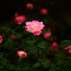 秋薔薇