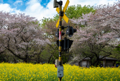 昭和記念公園