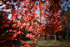昭和記念公園