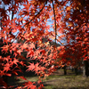 昭和記念公園