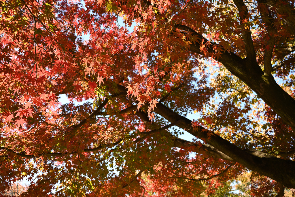 小石川の紅葉