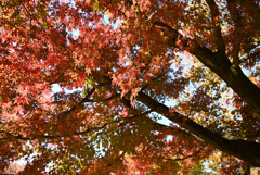 小石川の紅葉