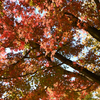 小石川の紅葉