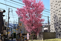 踏切