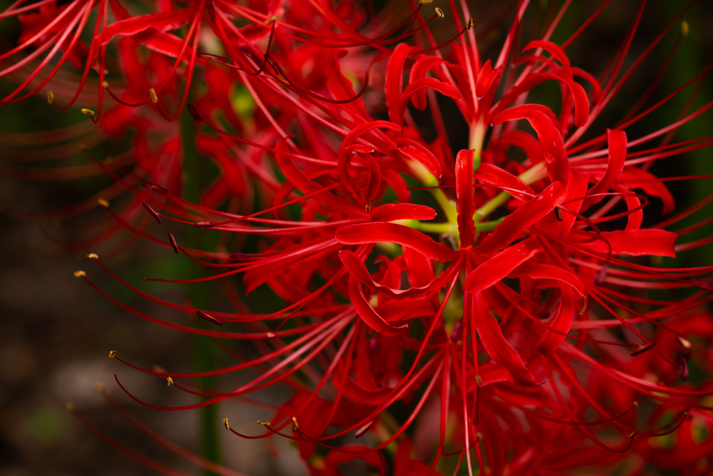 巾着田曼珠沙華公園