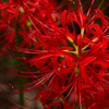 巾着田曼珠沙華公園