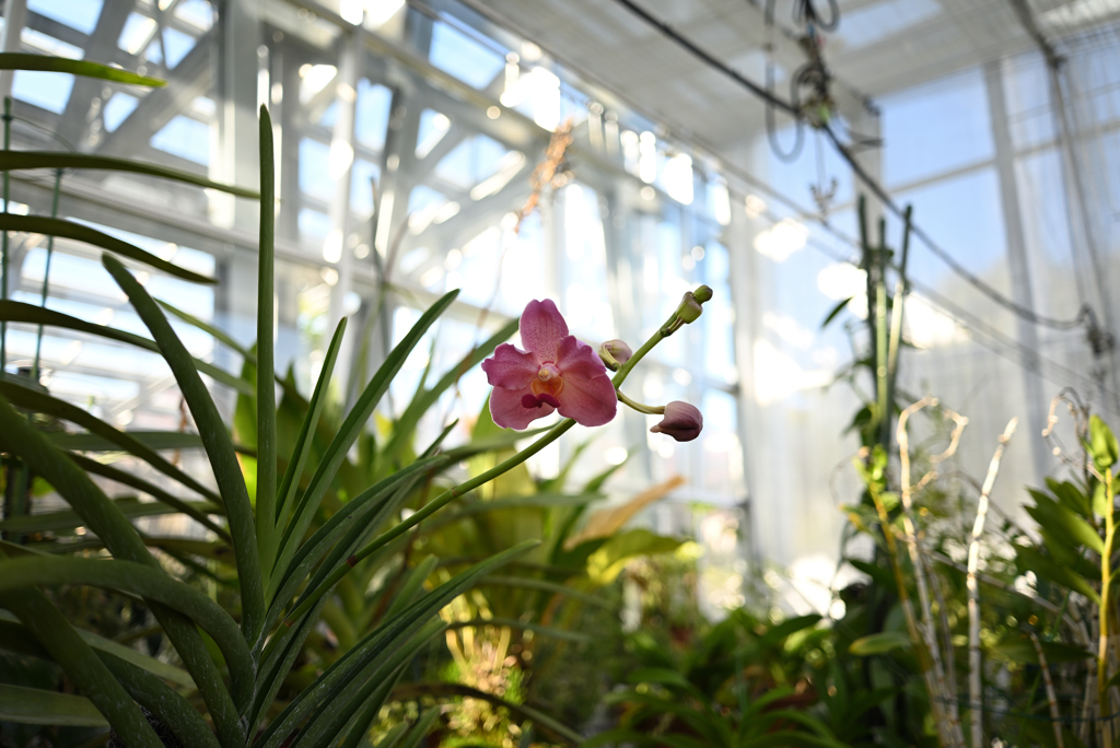 温室の中の植物標本