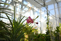 温室の中の植物標本