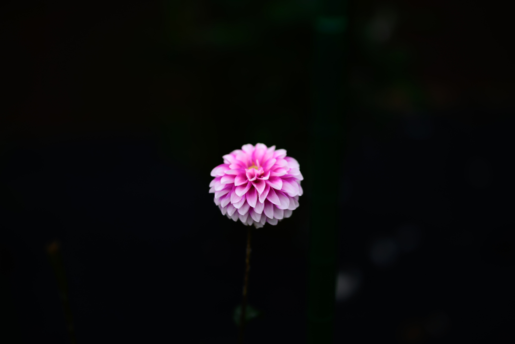 ダリア