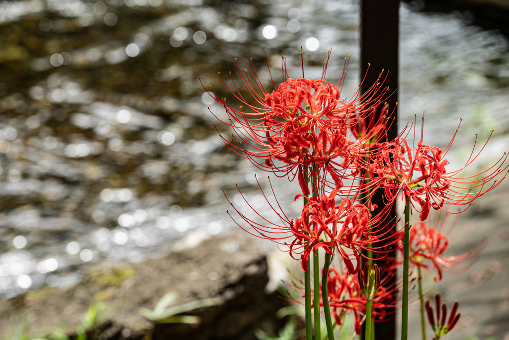 巾着田曼珠沙華公園
