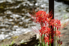 巾着田曼珠沙華公園