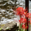 巾着田曼珠沙華公園