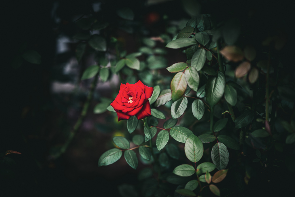 秋薔薇
