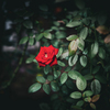 秋薔薇