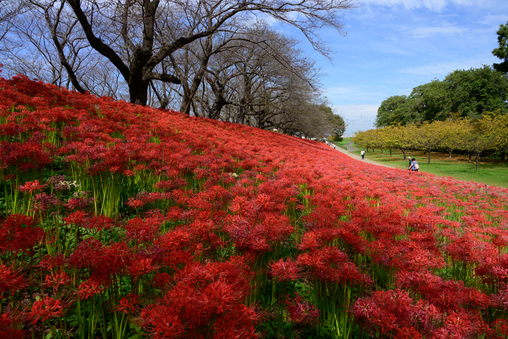 幸手権現堂桜堤