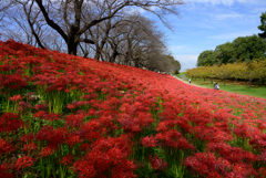 幸手権現堂桜堤