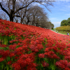 幸手権現堂桜堤