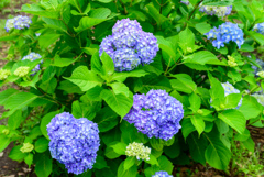 紫陽花