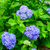 紫陽花
