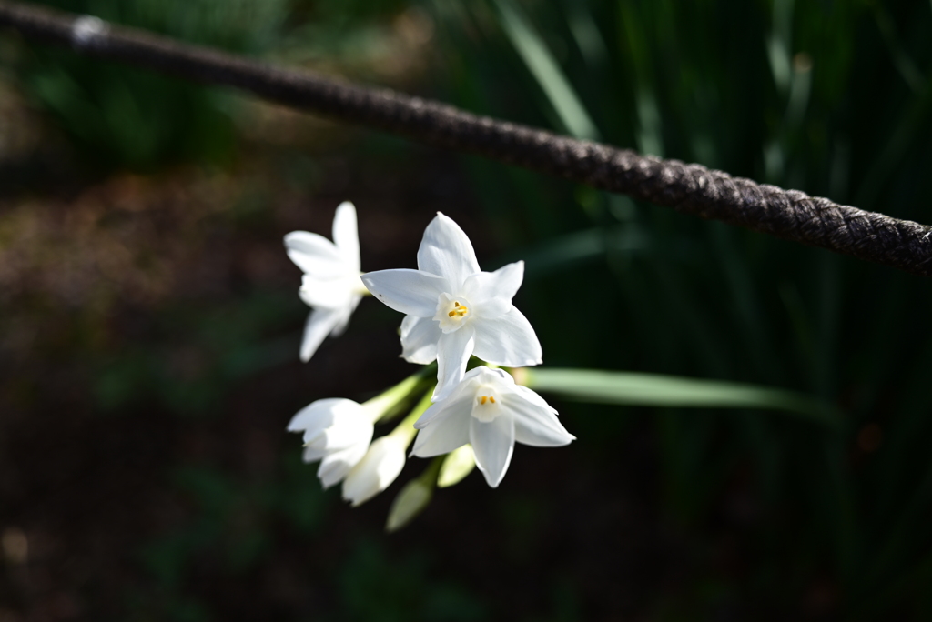水仙の花