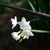 水仙の花
