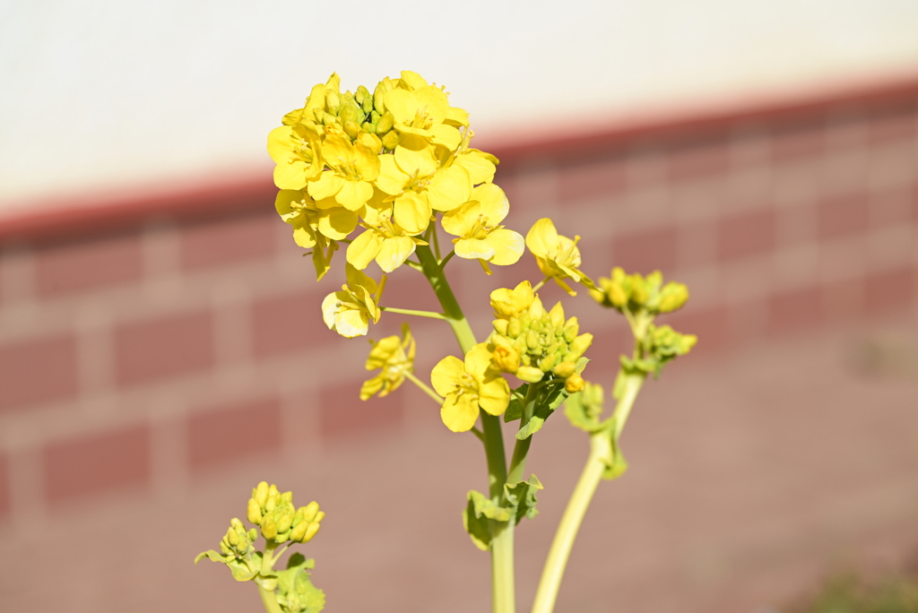 浮間の花々